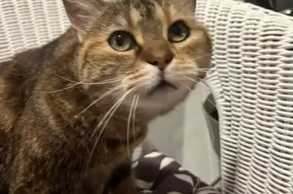 Chat trouvé, gentil et perdu à Bettancourt - photo