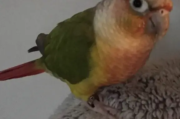 Lost Pineapple Conure on Weste...