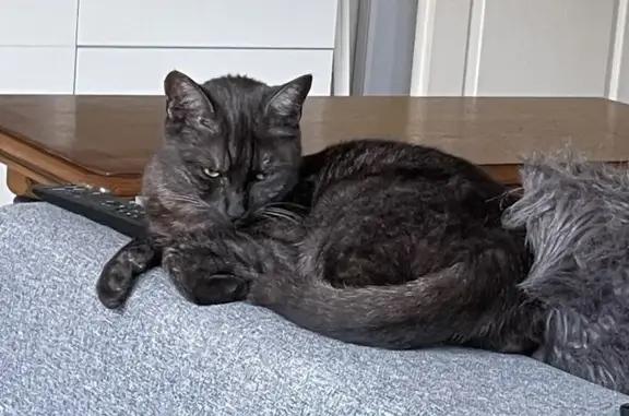 Chat perdu, Bordeaux, photo: Petite chatte disparue à Bordeaux