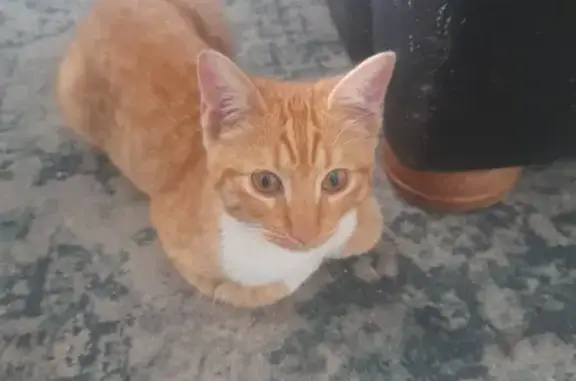 Chat tigré roux et blanc trouvé à Rezé - photo