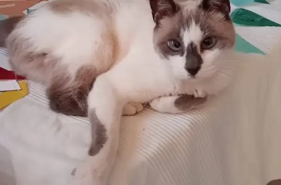 Gatos perdidos, , foto: ¡Gata Perdida! Blanca con Detalles Grises en San Juan