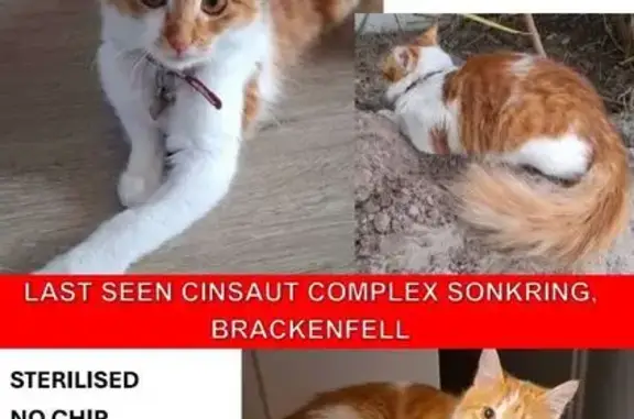 Missing: Chi-Chi, Ginger Cat, Cape Town