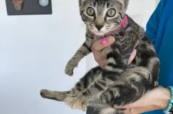 Chaton perdu avec collier rose à Brax - photo