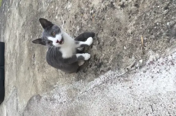 Petit chat mâle gris et blanc trouvé - photo