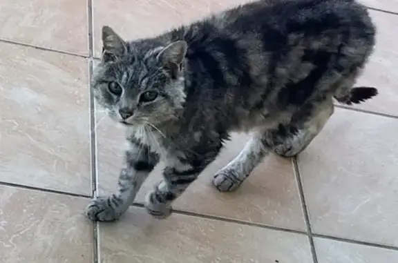 Chat gris sociable trouvé à Is-sur-Tille - photo