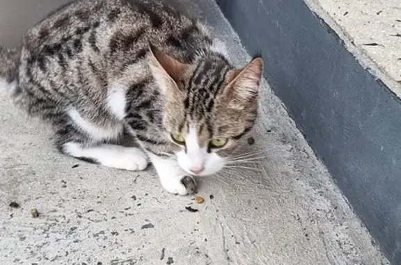 Jeune chatte non pucée cherche foyer urgent - photo