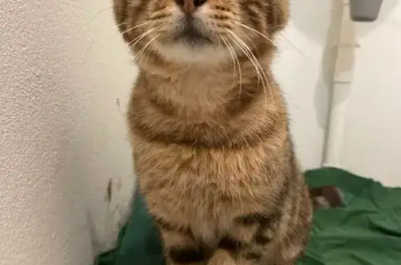 Chat trouvé, blessé patte avant, Redon - photo
