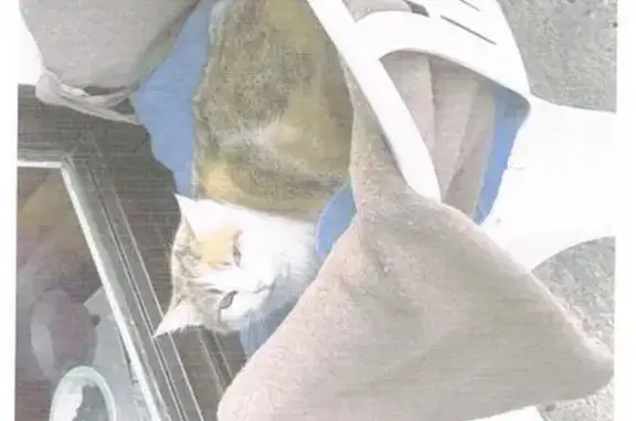 Chat perdu, Nontron, photo: Chatte tricolore disparue à Nontron