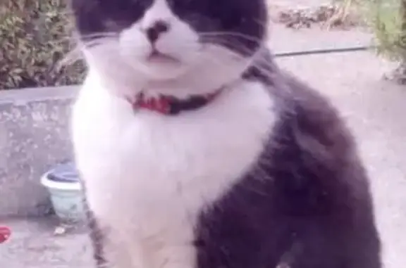 Animaux perdus Massy, photo: Chat noir et blanc perdu à Massy, collier rouge