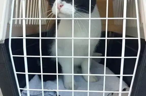 Animaux trouvés Orléans, photo: Chatte trouvée Rue de la Binoche, Orléans