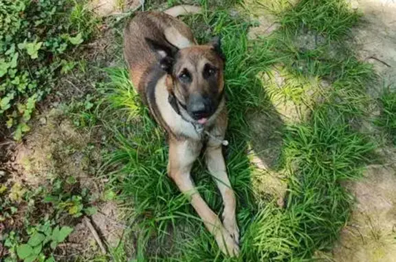 Jeune malinois mâle trouvé à Chevry-Cossigny - photo