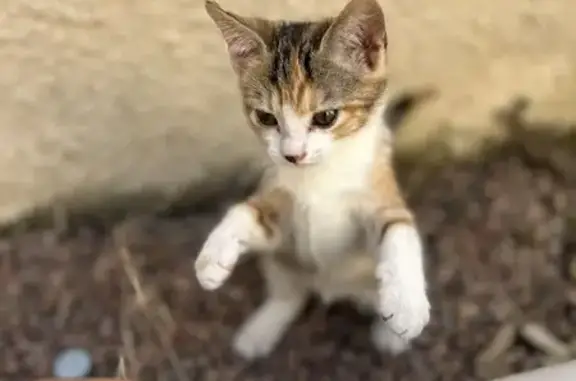 Chat trouvé sous capot cherche famille - photo