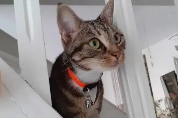 Jeune chat mâle trouvé à Brive-la-Gaillarde - photo