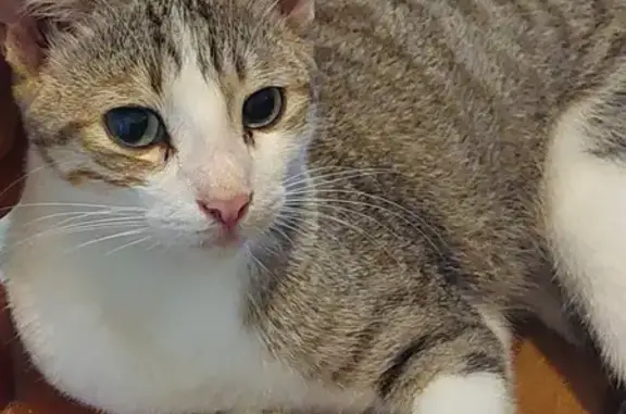 ¡Gato Perdido! Gris y Blanco en Puerto Vallarta