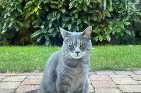 Chat perdu, , photo: Chatte grise perdue à Ranguevaux