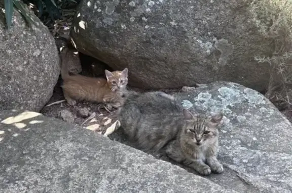 Chat et chaton trouvés à Porto-Vecchio - photo