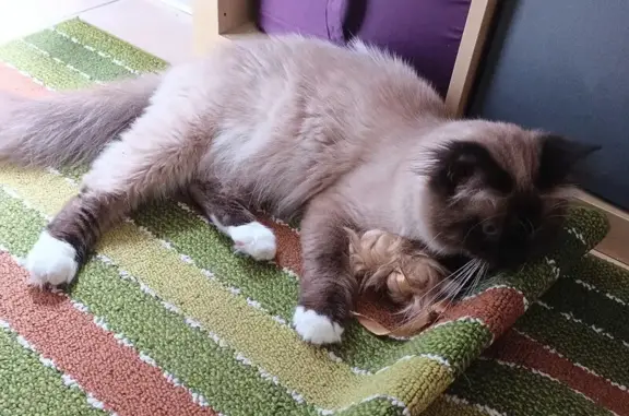 Animaux perdus , photo: Chat mâle beige et marron perdu à Laversines