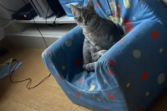 Animaux perdus Lille, photo: Chatte tigrée grise disparue à Lille