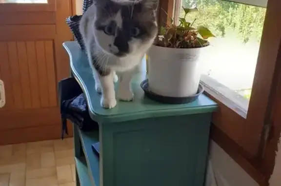 Chat trouvé avec harnais noir à Nevers - photo