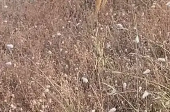 Chien Craintif Trouvé à Castets Hier Matin - photo