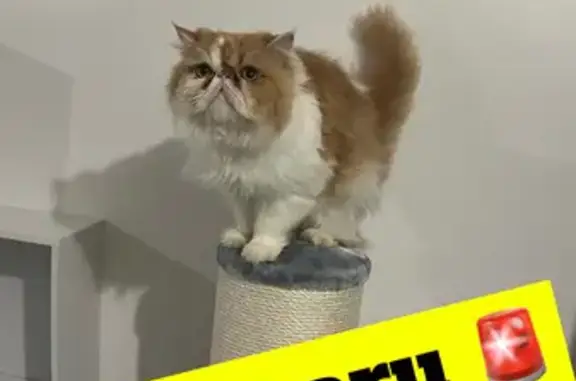 Animaux perdus , photo: Chat persan mâle roux et blanc perdu