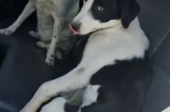 Lost Border Collie in Agate - Help Needed!