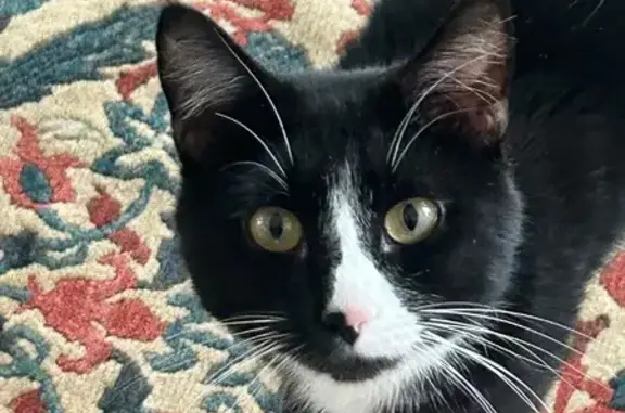 Missing Tuxedo Cat: Milton to Hingham MA