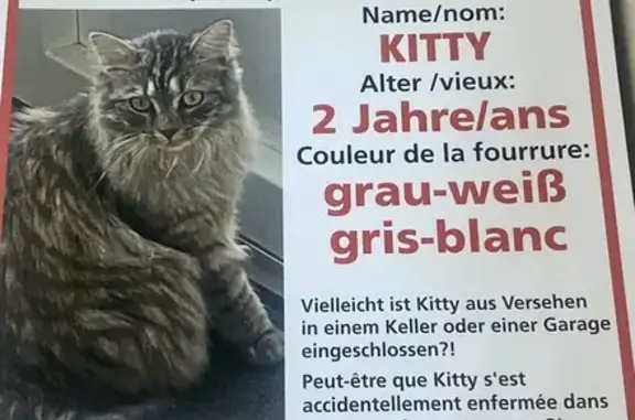 Animaux perdus Spicheren, photo: Chat perdu à Spicheren, très peureux