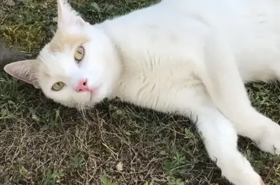 Chat blanc et roux trouvé à Vouillé - photo