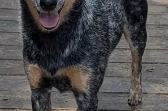 Lost Blue Heeler in Conshohocken - Help!