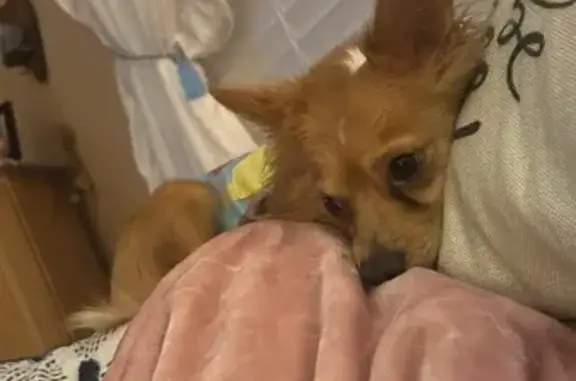 Lost Tan Chihuahua, Melrose St, Spring Hill