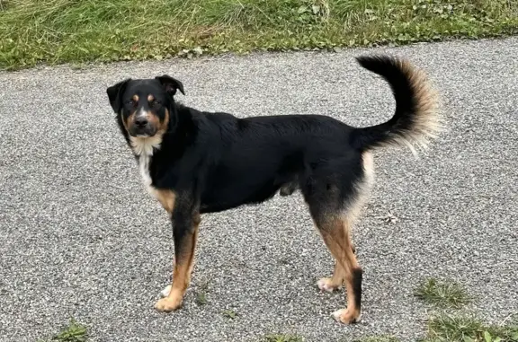 Beauceron mâle trouvé à Barcus, 14 août - photo