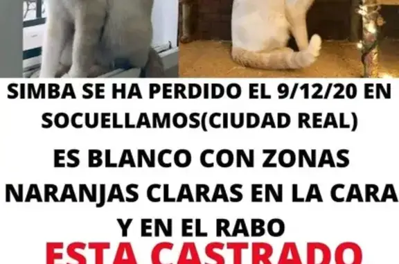 Animales perdidos , foto: ¡Gato Perdido! Simba - Calle General Aguilera