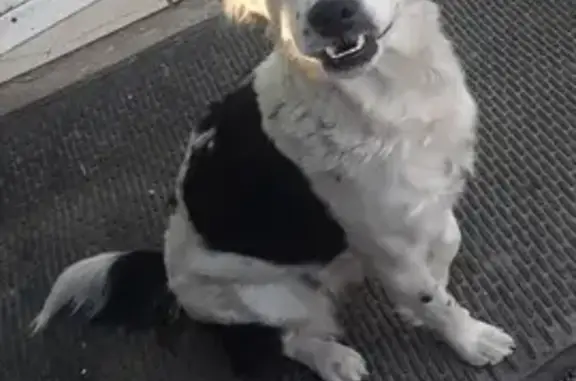 ¡Ayuda! Perrita Blanca y Negra Perdida