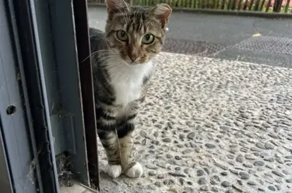 Chat mâle castré trouvé, câlin et sauvage - photo