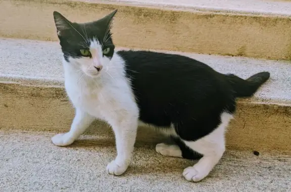 Chatte noire et blanche trouvée à Talant - photo