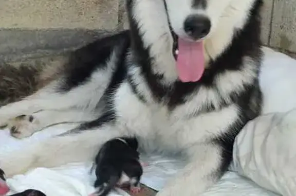 ¡Perro Perdido! Husky Nina en Mérida