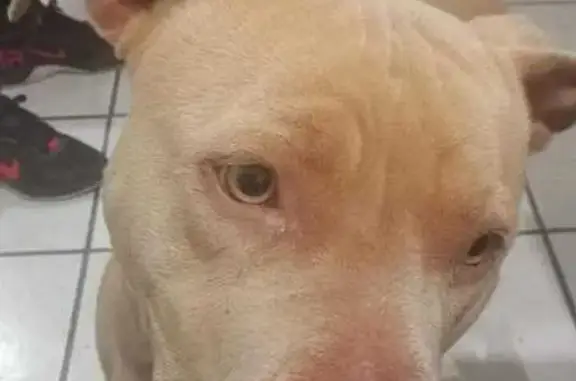 Perro Perdido: Pitbull Café y Blanco en Tesistán