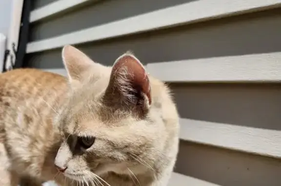 Found: Loving Orange Male Cat in Minneapolis