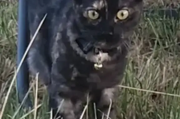 Chat perdu, , photo: Chatte bengal perdue, Route de Vallon