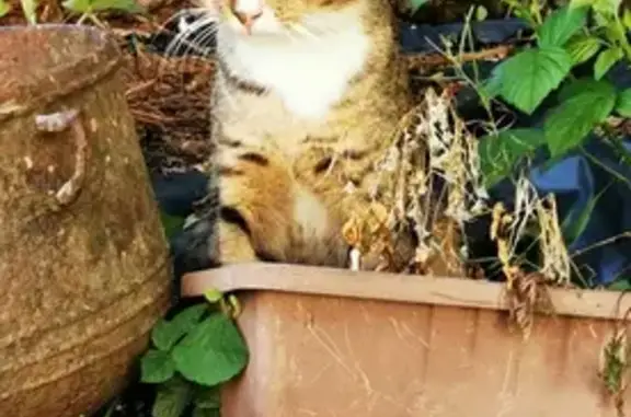 Jeune chat tigré trouvé Rue du Tilleul - photo