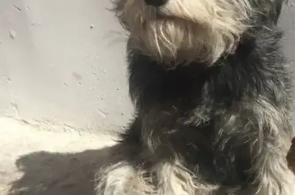 Perra Schnauzer Perdida en San Luis Potosí