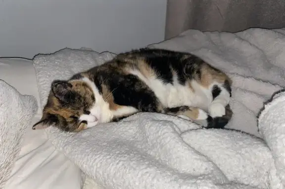 Lost Calico Cat: Black, Orange & White