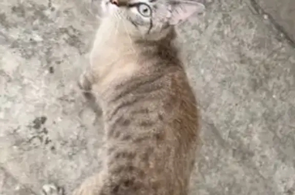 Chat mâle tacheté trouvé sur les toits - photo