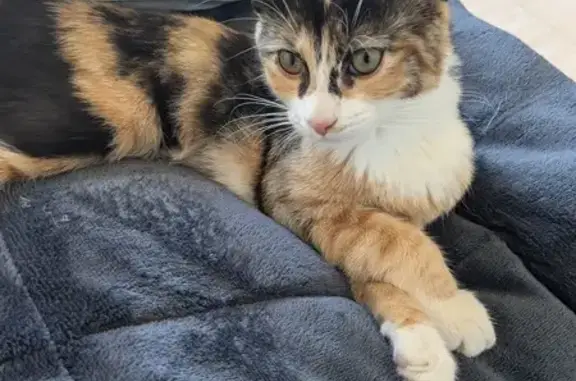 Chat perdu, Fourques-sur-Garonne, photo: Sushi, chaton 5 mois perdu à Fourques