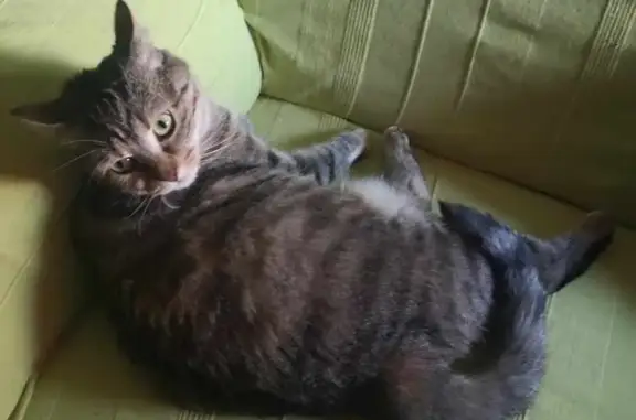 Chatte tigrée douce disparue à Saint-Jean-de-Sixt - photo