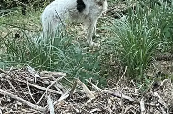 Chien craintif trouvé à Valbonne, Ave Pierrefeu - photo