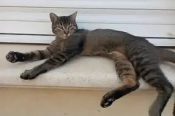 Chat perdu, , photo: Chatte tigrée disparue à Cruviers-Lascours