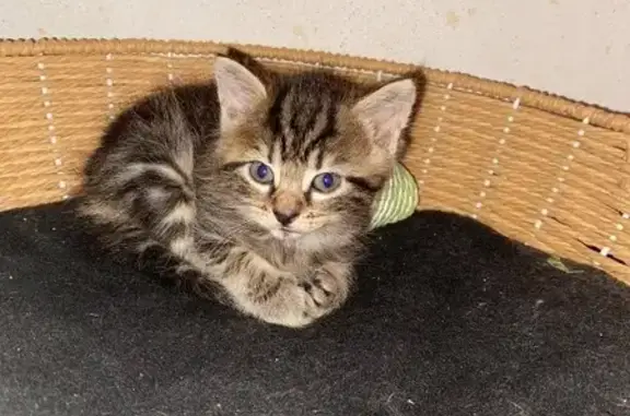 Chatte tigrée de 4 mois perdue à Montélimar - photo