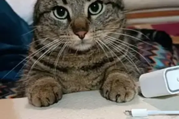 Chat gris tigré castré perdu à Millau - photo